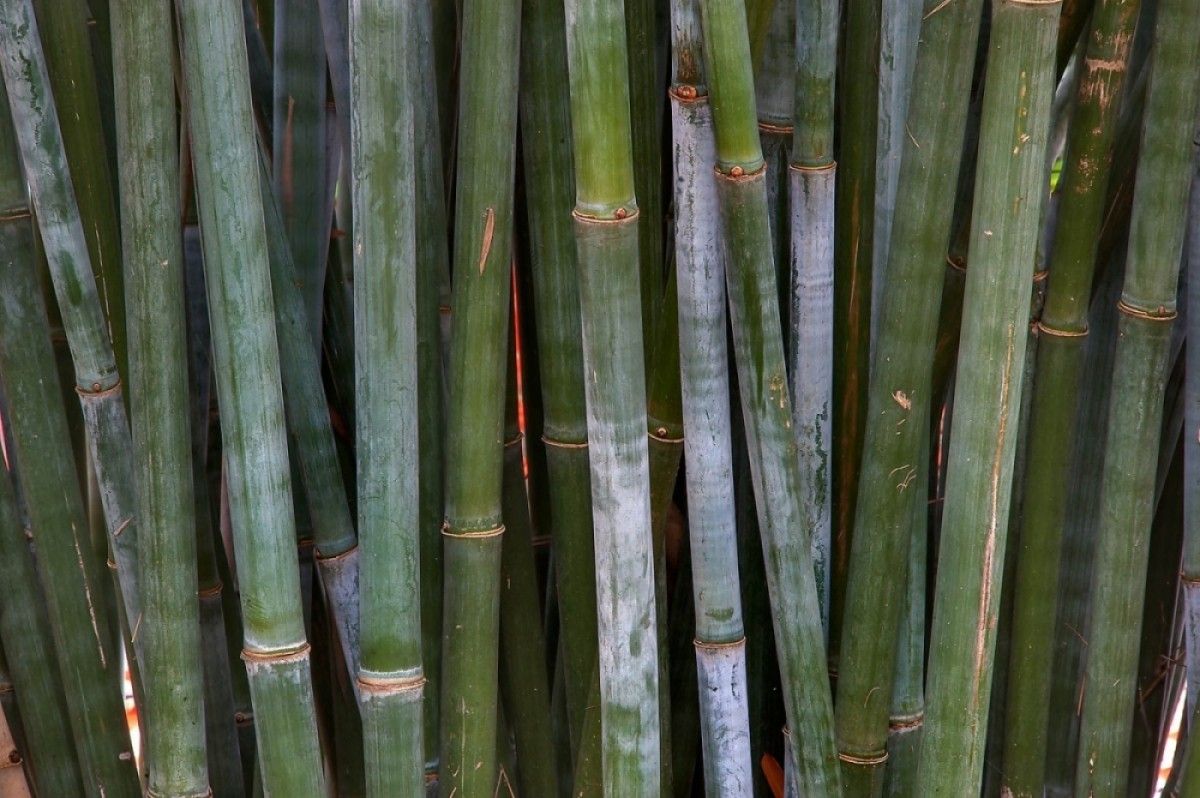 Blue Bamboos, Clumping ~ B. chungii & B. chungii 'Barbellata'