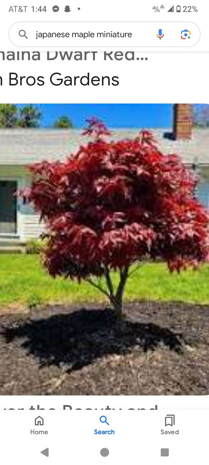 Japanese Maple Tree