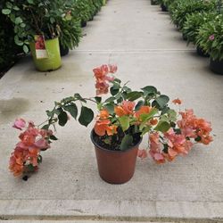 One Gallon Bugambilia PLANTS ARRIVE, BEAUTIFUL AND HEALTHY. $12 EACH