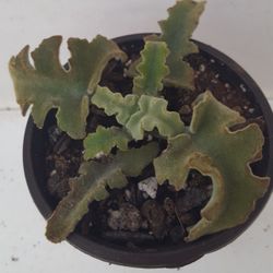 Elephant Ear Kalanchoe Succulent