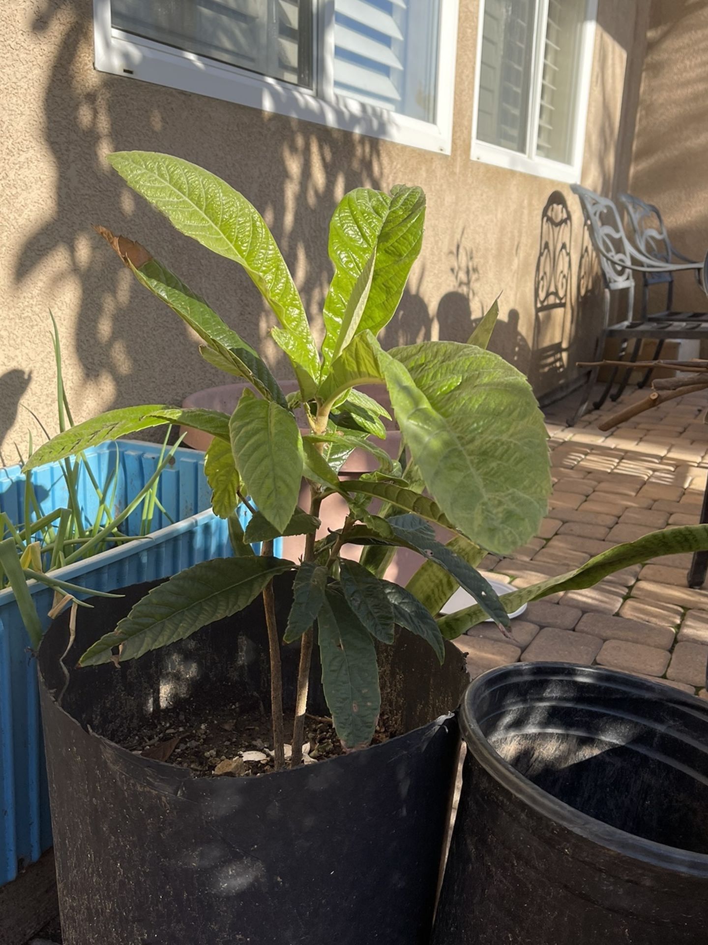 Loquat Tree in 5 gallon