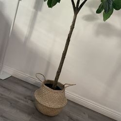 basket for plant