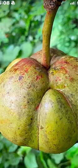 Elephant apple tree. (Chalta fruits tree)
