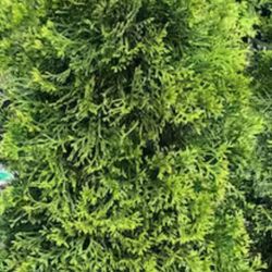 Arborvitae - 5 Gallon Pot 