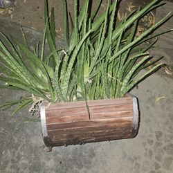 Plant With Wood Barrel