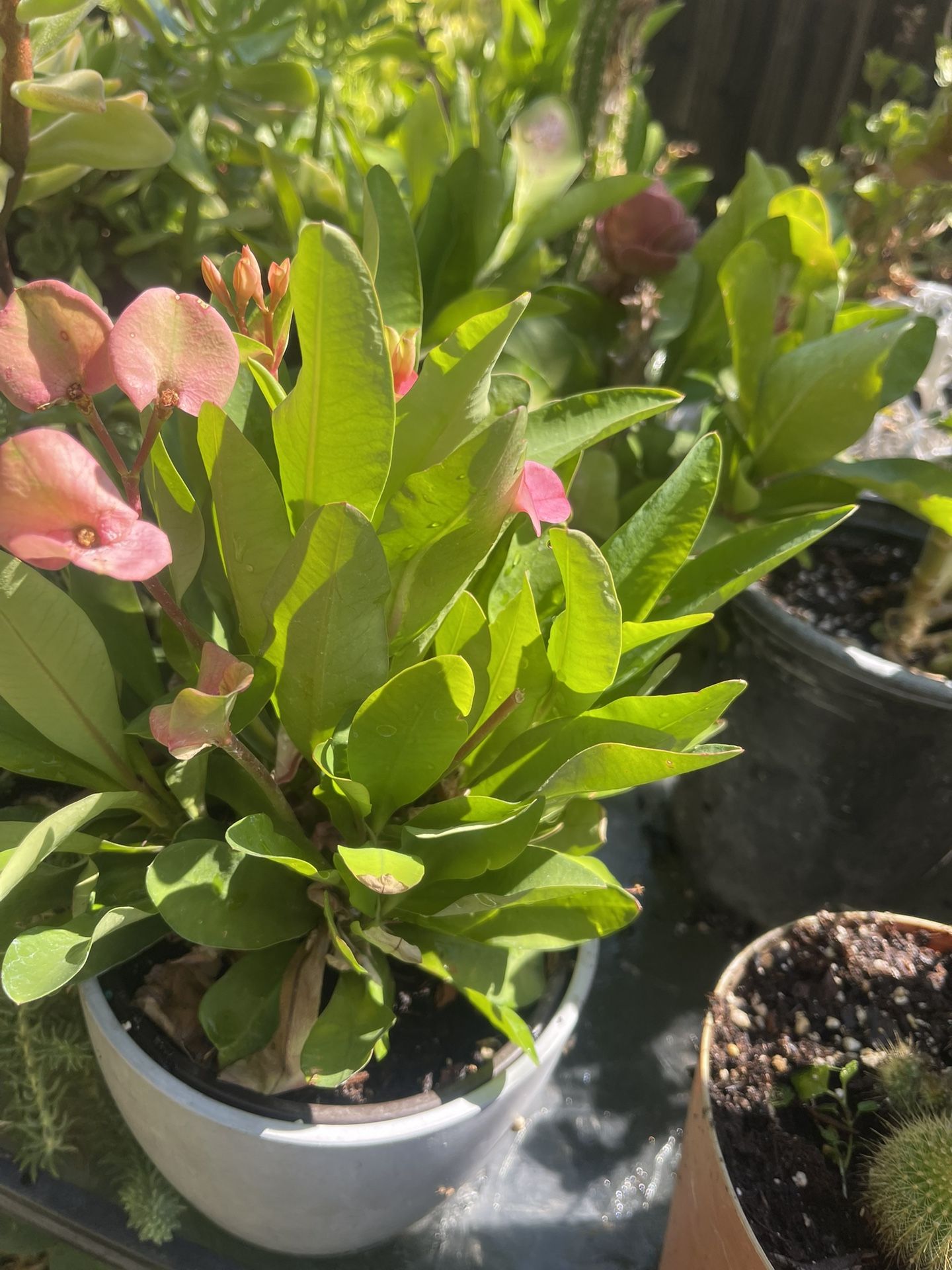 Corona De Cristo Plant firm $15