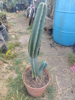 Peruvian apple cactus plant