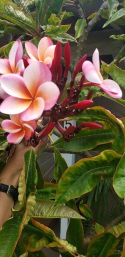 Plumeria Clippings