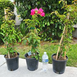 Bougainvillea, House Plant, beautiful flowers, outdoor plant, Garden Decoration