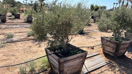 Olive trees