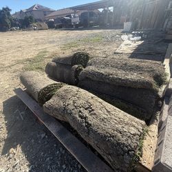 Sod