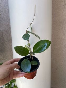 Hoya Parasitica splash plant
