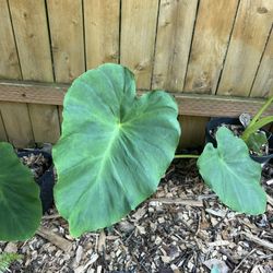 elephant ear plant
