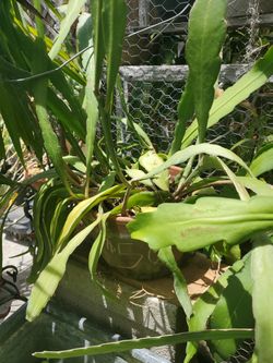 Queen Of Night Epiphyllum Plant
