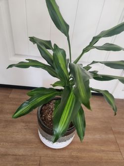 Dracaena Cintho