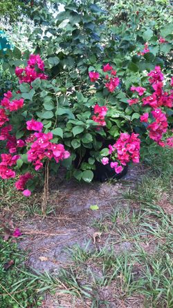 Red Bougainvillea Bush