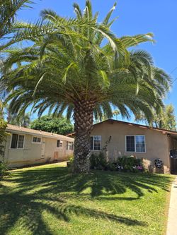 Pineapple palm trees