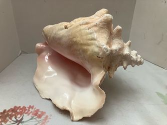 Natural Queen Conch Tropical  Sea Snail Shell 9” Long Extra Large Pink characteristic Interior & textured exterior ridges excellent condition