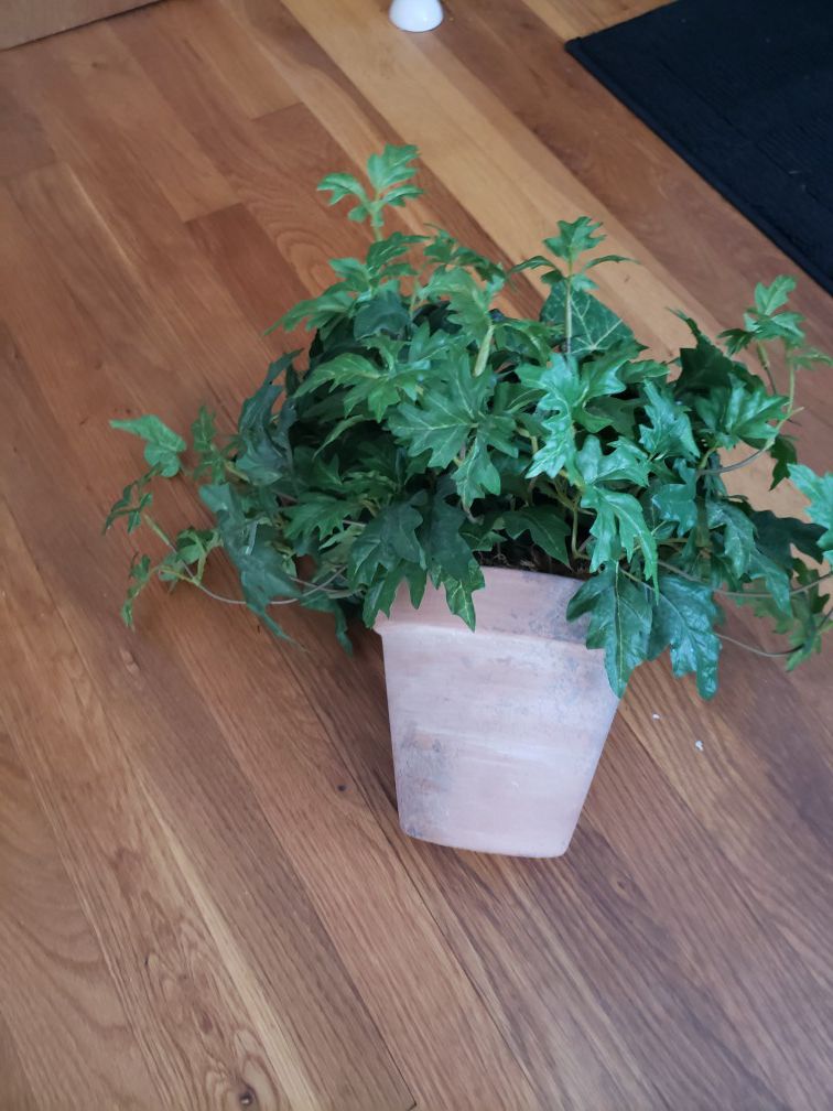 Fake Decorative Plant