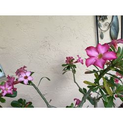 4 FREE Desert Rose CUTTINGS -NO HOLDS- FCFS See Info Below ⬇️ Pink Flower