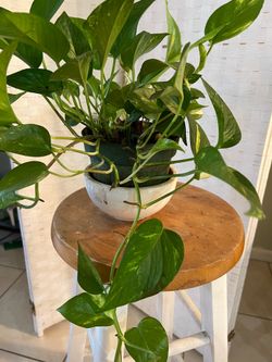 Natural Plant in Container for Sale