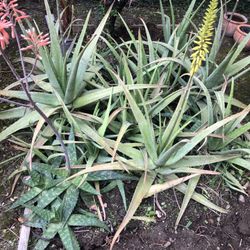 Aloe Vera Plants