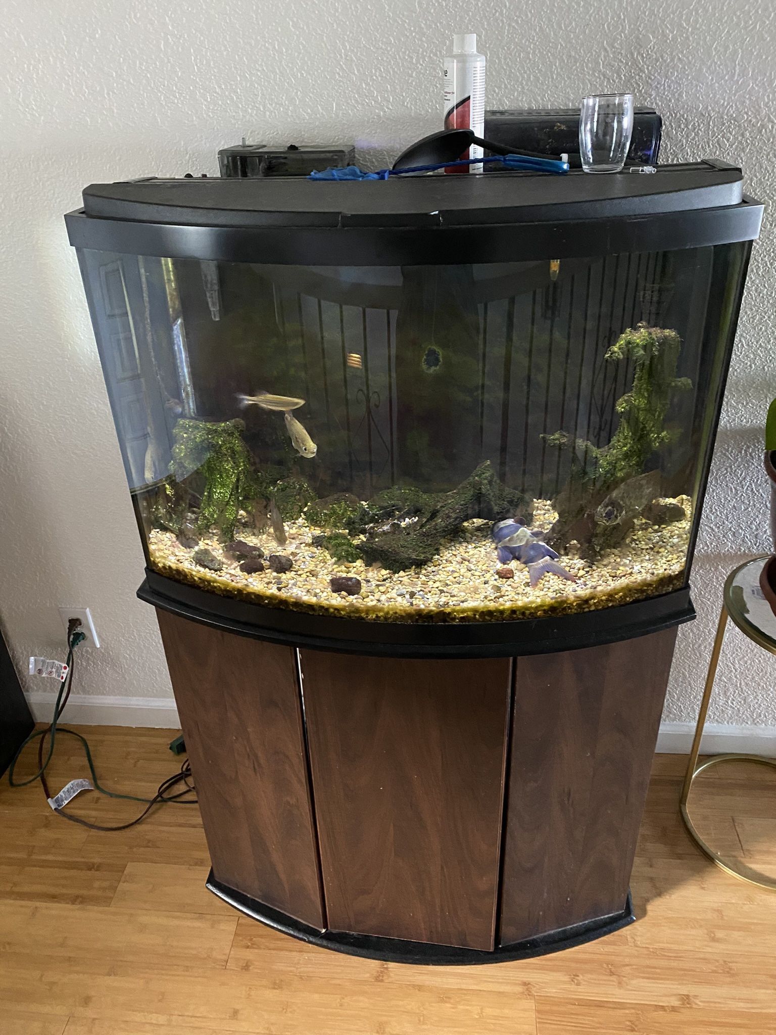 Bowfront Aquarium With Stand