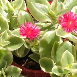 ce Plant Ground Cover, Variegated Aptenia Cordifolia In 4.5"H Pot
