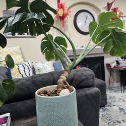 Monstera deliciosa houseplant In A Nice Ceramic Pot