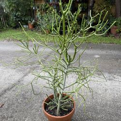Pencil Stick Cactus Plant in Ceramic Pot