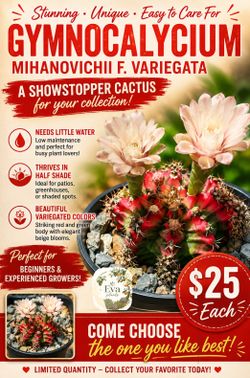 Gymnocalycium mihanovuchii f. Variegata cactus
