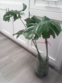 monstera plant