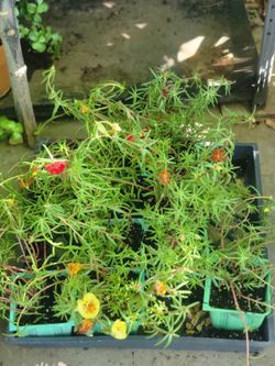 Moss rose portulaca plants