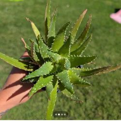 Aloe Crosby's Prolific 