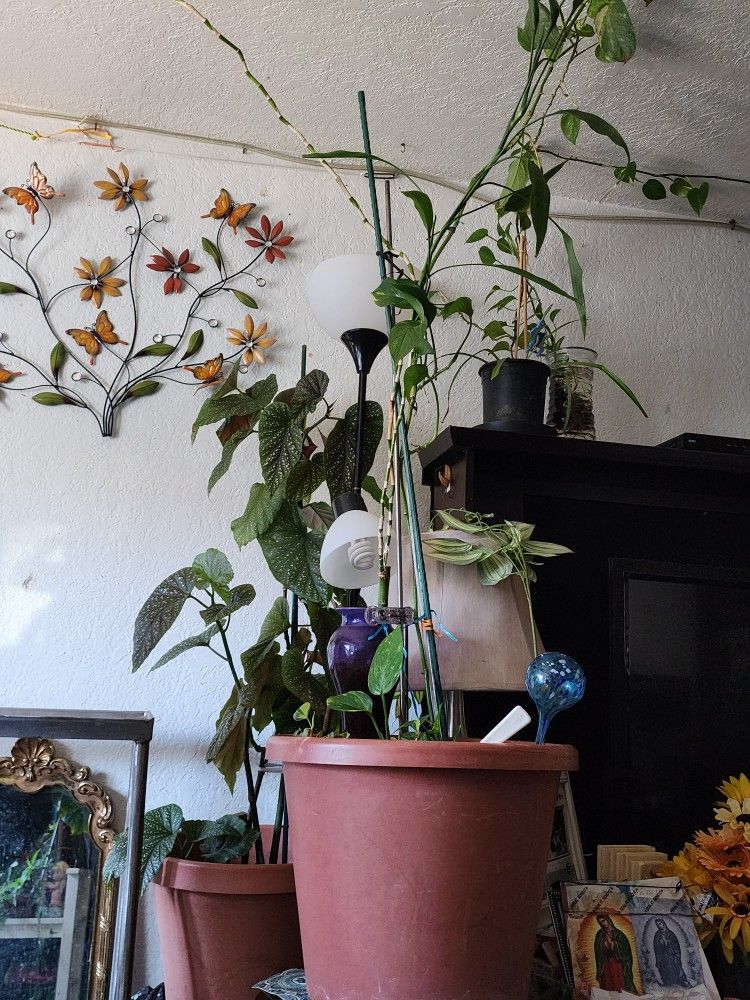 2 Guide Plants With Big Vase