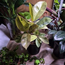 Ficus Shivereana Plant 