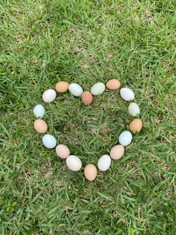 Farm fresh organic eggs