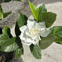 Gardenia 