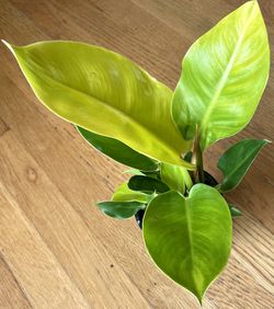 Philodendron Imperial Gold Plant / Free Delivery Available for Sale in  Seattle, WA - OfferUp