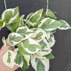 Pothos N'Joy Plant 4" Pot - Indoor House Plants