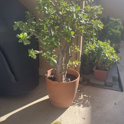 Big Jade Plant In Clay Pot
