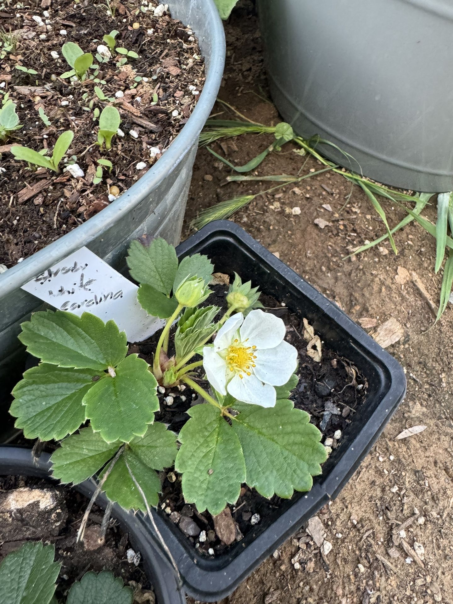 Strawberry Plant 