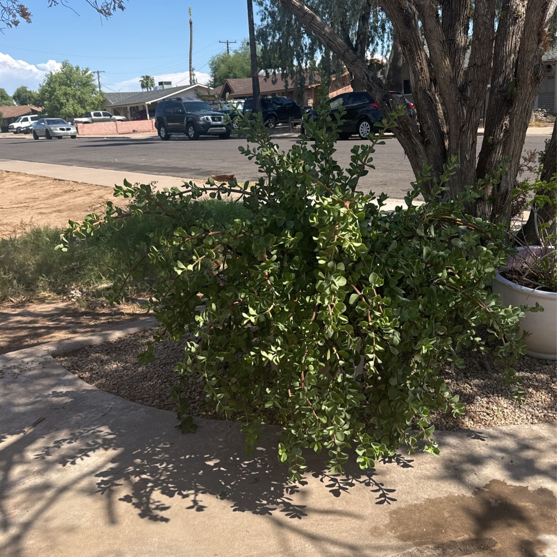 Elephant Trunk Succulent