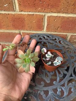 Variegated string of hearts VSOH & succulent