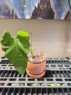 Philodendron Giganteum