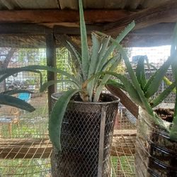 🌱 Lush Aloe Vera – Low-Maintenance, Fast Growing