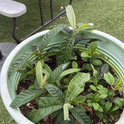 Free Loquat Little Plant