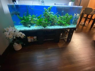 Acrylic Aquarium 100 gallons 60”x18”x20 high in excellent condition no scratches including tons of equipment