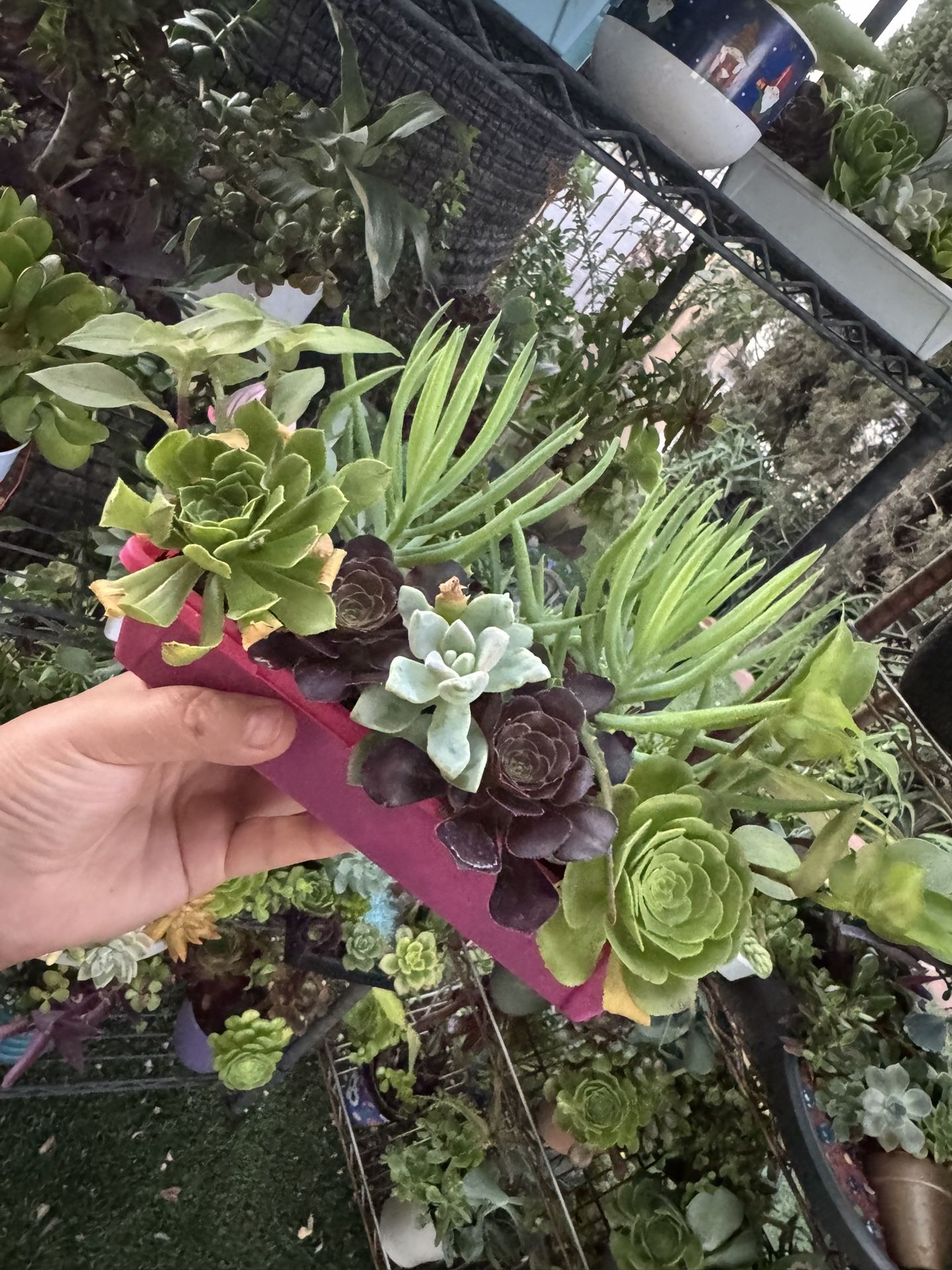 Pretty Succulent