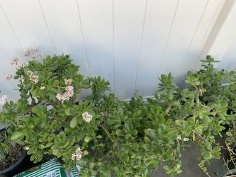 Jade plant